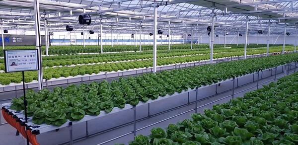 [▲천안 스마트농업지원센터에 퍼밋이 설치한 엽채류 수경재배 시스템 전경 = ©하이트진로]