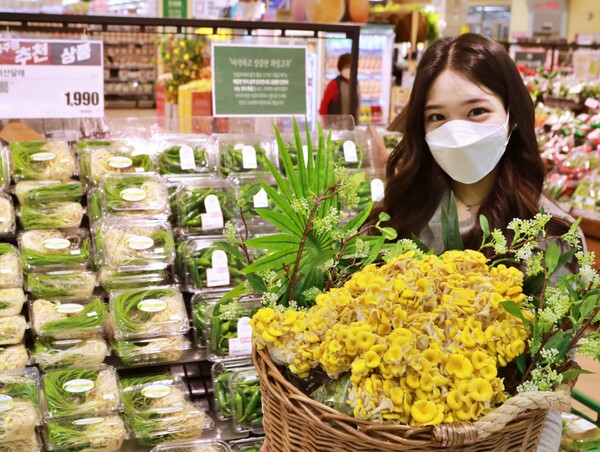 [▲롯데마트는 3월 한 달간 개나리를 닮은 노란빛이 특징인 국산 K-품종 ‘GAP 친환경 느타리버섯 개나리 에디션’을 한정 판매한다 = ©롯데쇼핑]