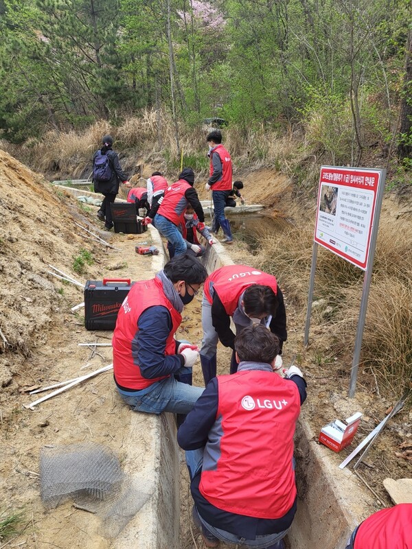 ©AP신문(AP뉴스)/ 이미지 제공 = LG유플러스 ▲LG유플러스 임직원들이 경남 양산시 양서류 서식지에서 개구리 사다리 설치 봉사활동을 하고 있다.