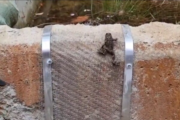 ©AP신문(AP뉴스)/ 이미지 제공 = LG유플러스 ▲경상남도 일부지역에서 서식하는 한국 고유종이자 멸종위기 야생생물 Ⅱ급인 '고리도롱뇽'을 LG유플러스 임직원의 개구리 사다리 설치 봉사활동 중 발견한 모습