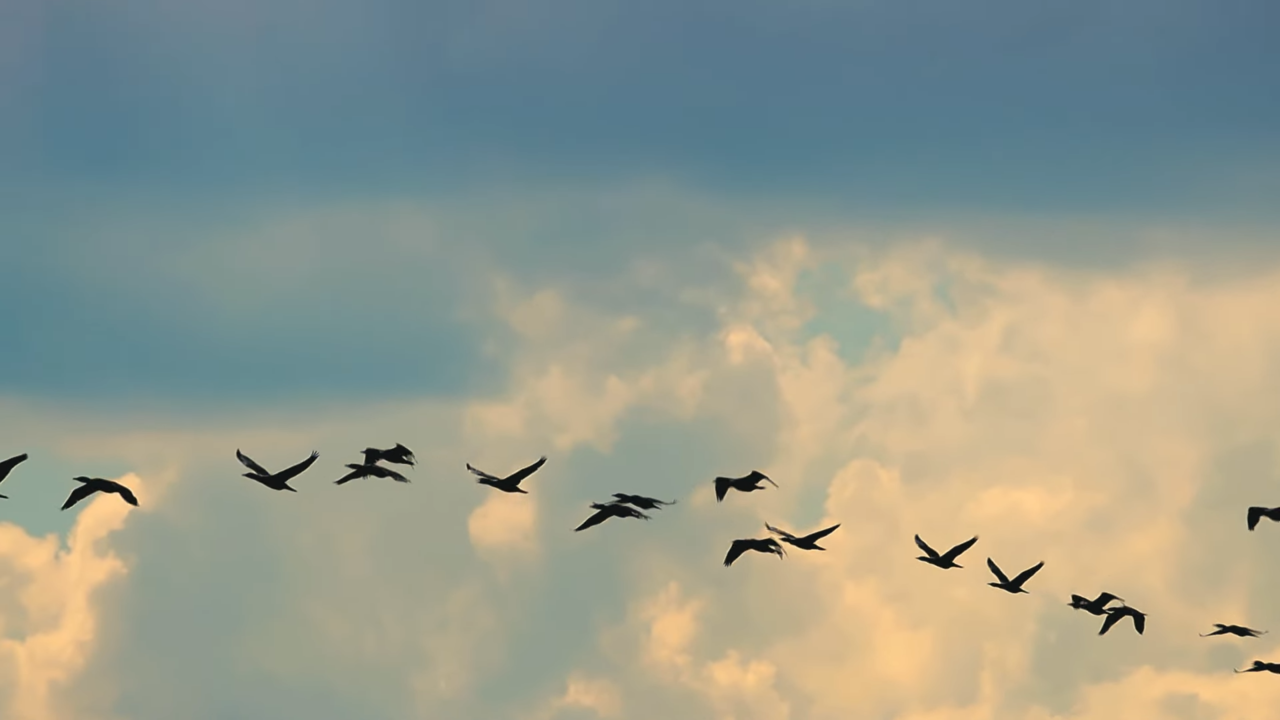 [AP신문 광고평론 No.761]  날아가는 새들의 모습. 사진 포스코이앤씨 유튜브 캡처 ⓒAP신문