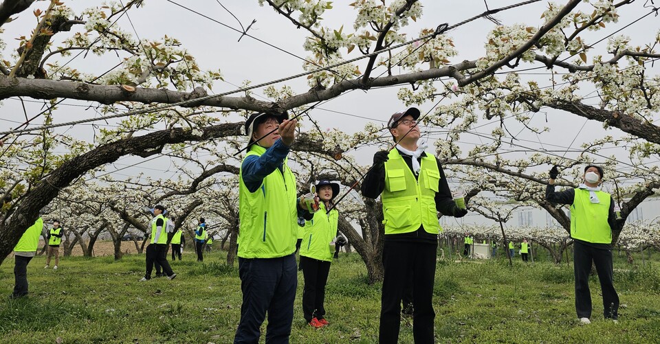 ©AP신문(AP뉴스)/이미지 제공 = 농협중앙회 ▲농협중앙회는 가을철 농산물 수확기를 맞아 대대적인 농촌일손돕기를 추진하며, 농가의 일손부족 해소와 인건비 부담 경감에 앞장서고 있다.  