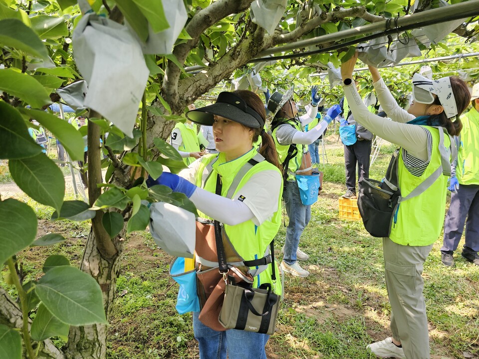 ©AP신문(AP뉴스)/이미지 제공 = 농협중앙회 ▲농협중앙회는 가을철 농산물 수확기를 맞아 대대적인 농촌일손돕기를 추진하며, 농가의 일손부족 해소와 인건비 부담 경감에 앞장서고 있다.  