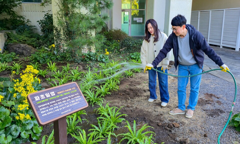 ©AP신문(AP뉴스)/이미지 제공 = 금호석유화학 ▲금호석유화학그룹 직원들이 금호제주리조트에 식재한 파초일엽에 관수하고 있다.