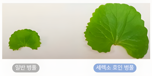 사진제공 = 에이바이오머티리얼즈 